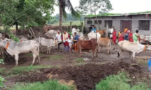 Cows at Navajeevan Goshala